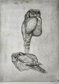 Hawk Owl<br> Etching, 35 × 30 cm