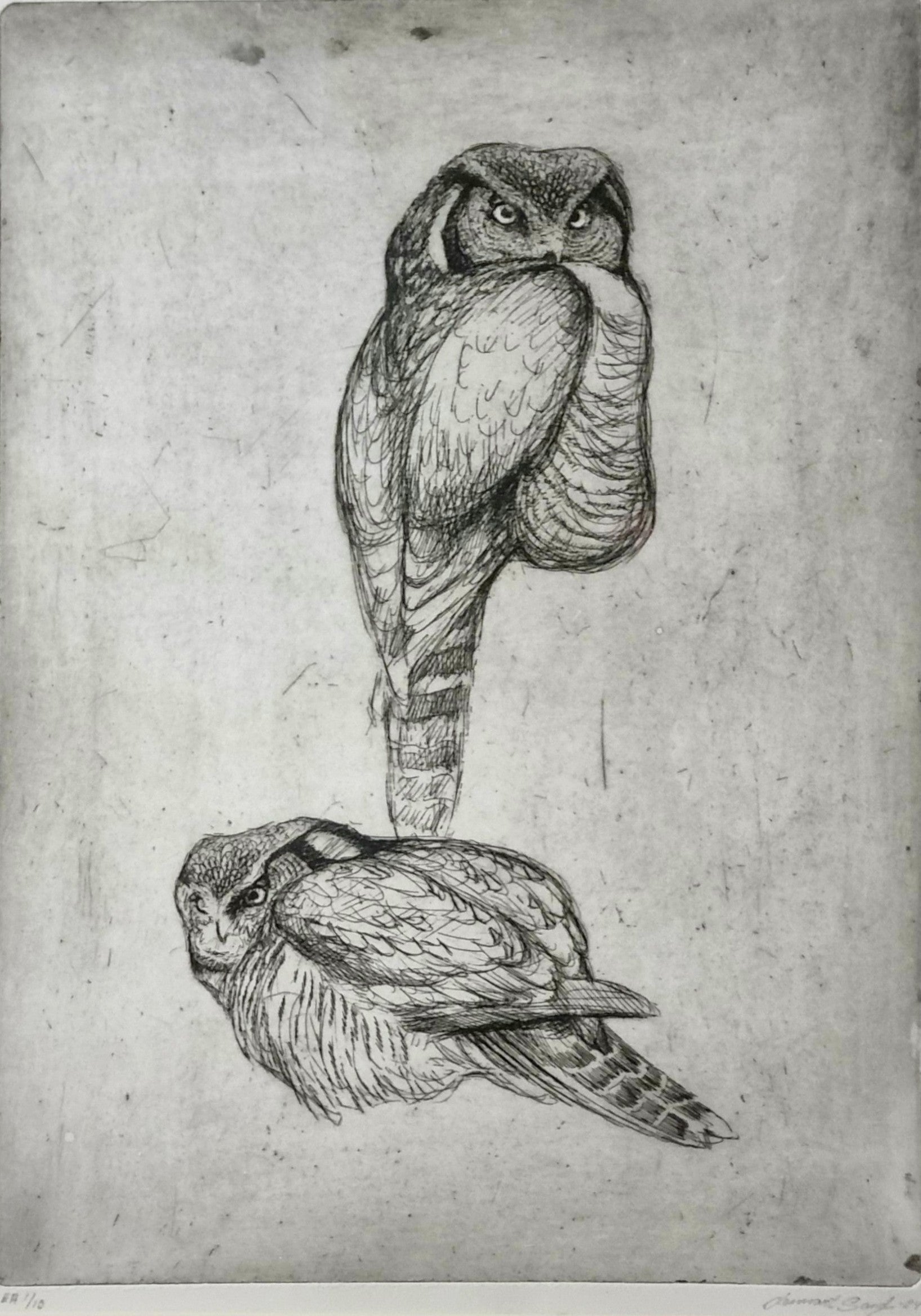 Hawk Owl<br> Etching, 35 × 30 cm