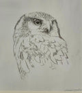 Hawk Owl<br> Charcoal on paper, 40 × 35 cm