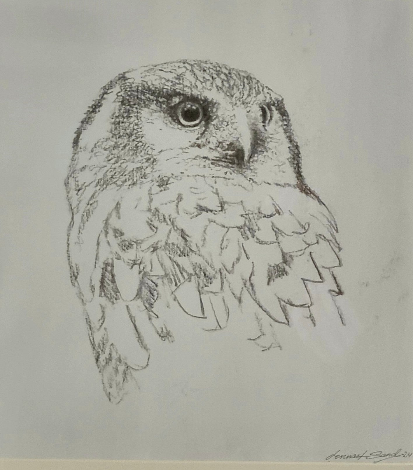 Hawk Owl<br> Charcoal on paper, 40 × 35 cm