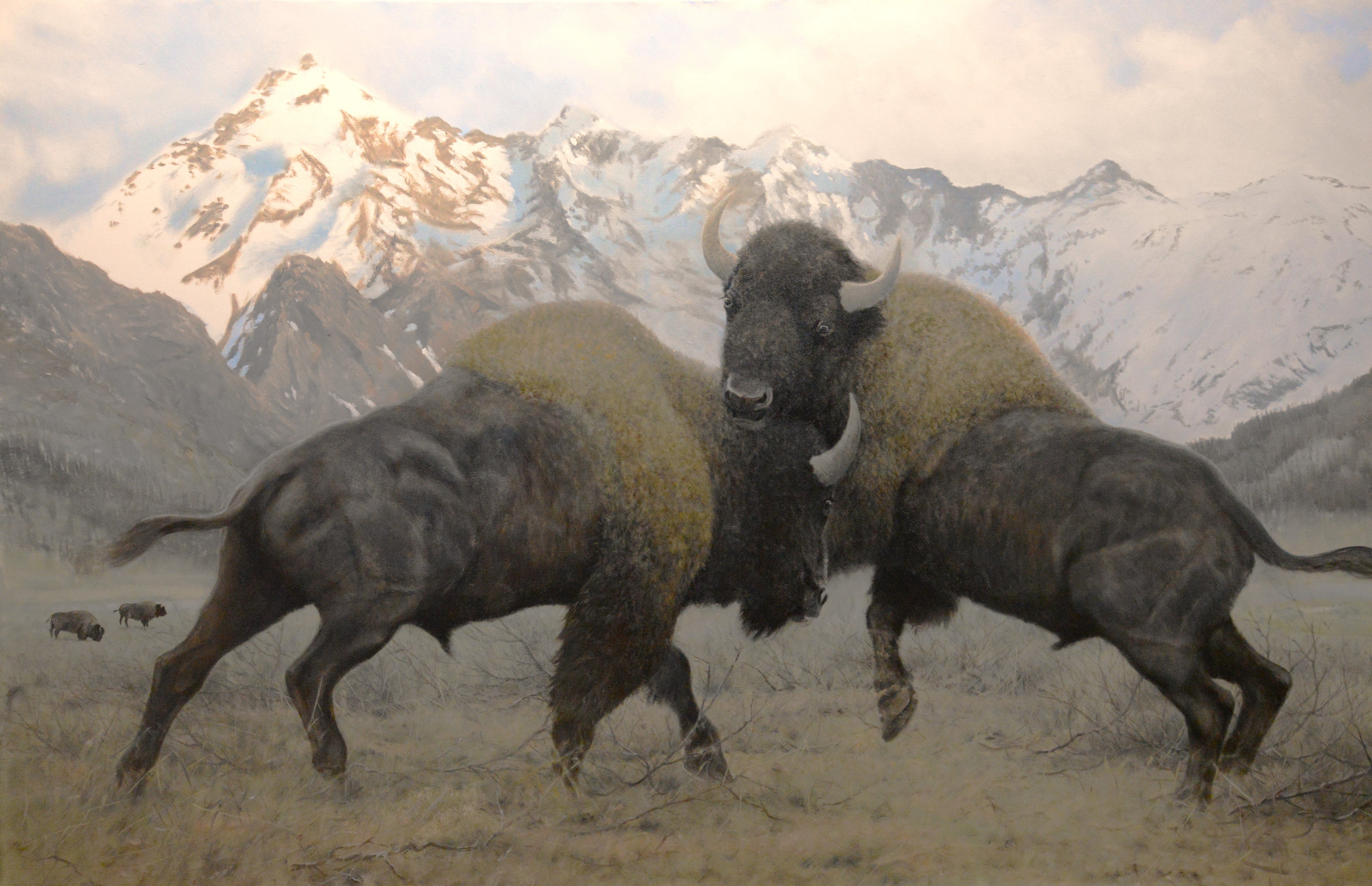 Bison Fight<br> Oil on canvas, 120 × 180 cm
