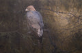 Golden Eagle<br> Oil on canvas, 90 × 140 cm