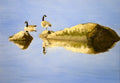 Resting Geese <br> Oil on canvas, 90 x 140 cm